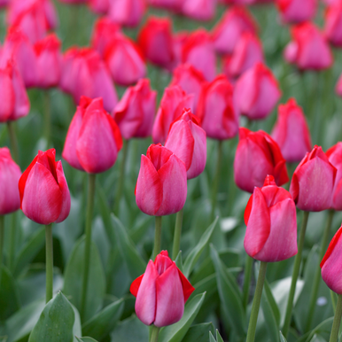 Buy premium-quality Spryng Tide from Dutch Bulbs