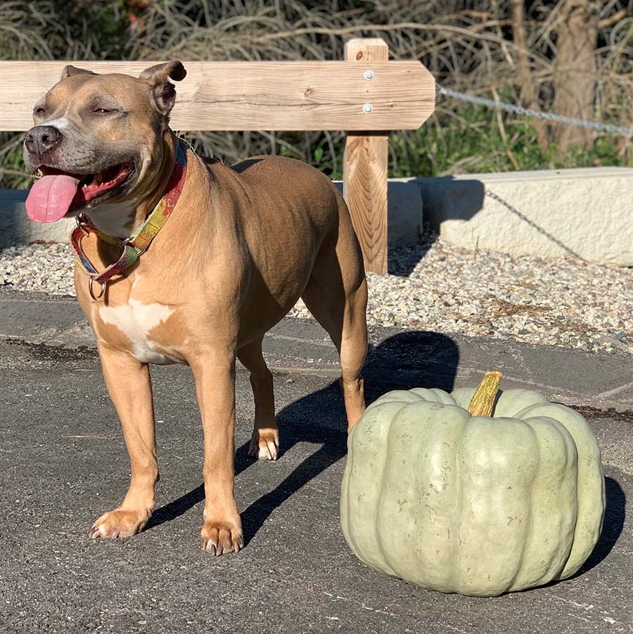 Rose posing with a blue pumpkin