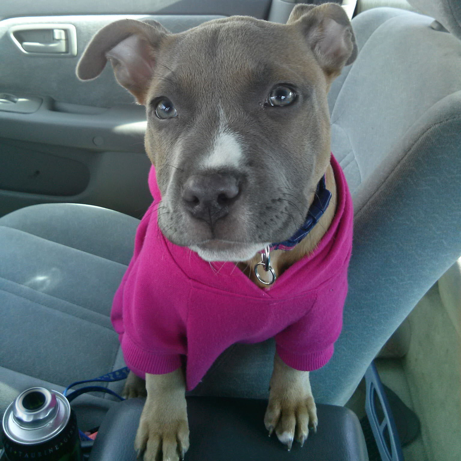 Rose as a tiny puppy, just home
