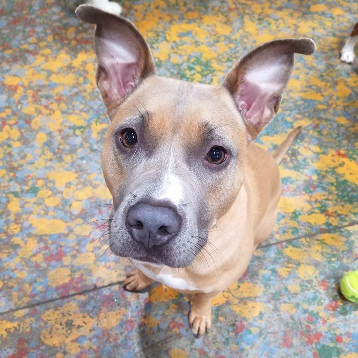 Rose as a puppy