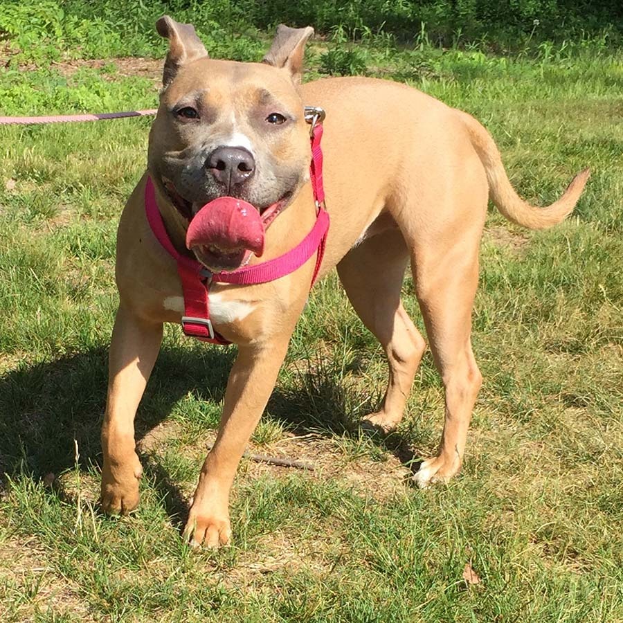 Rose running in the yard
