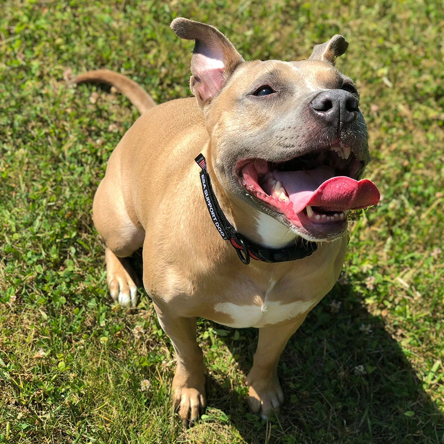 Rose, our family dog