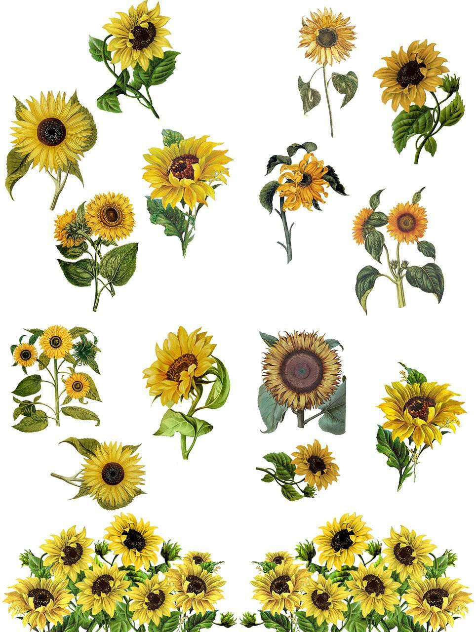 Ladies Sunflower Waterslide Decals for Tumblers & Furniture - Permanent