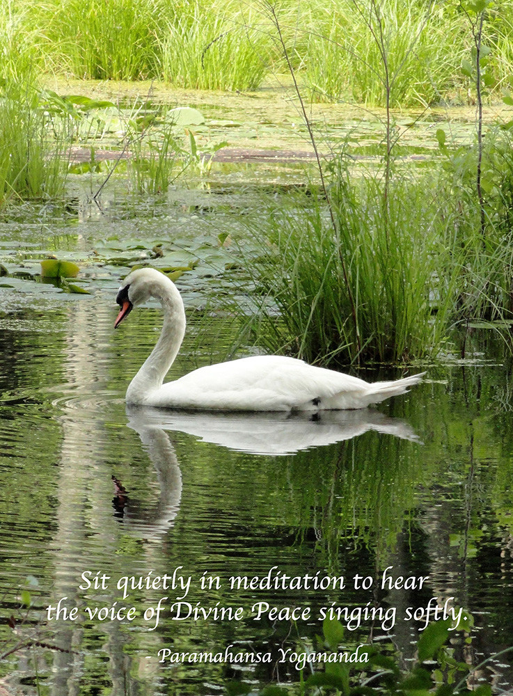 SwanQ0054