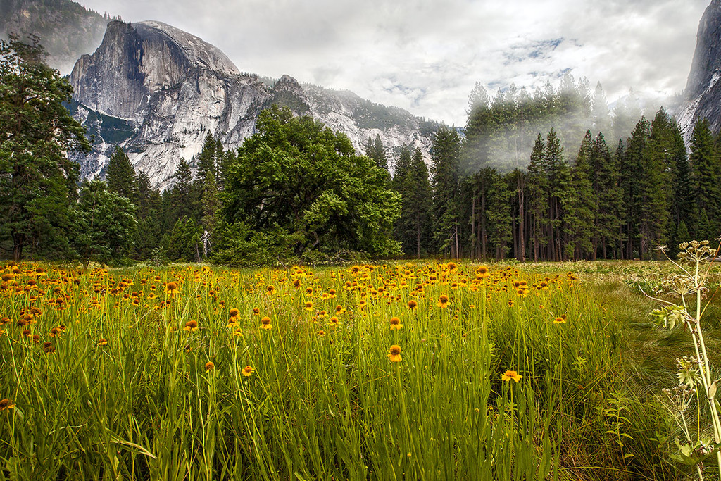 HalfDomeMeadow_0004