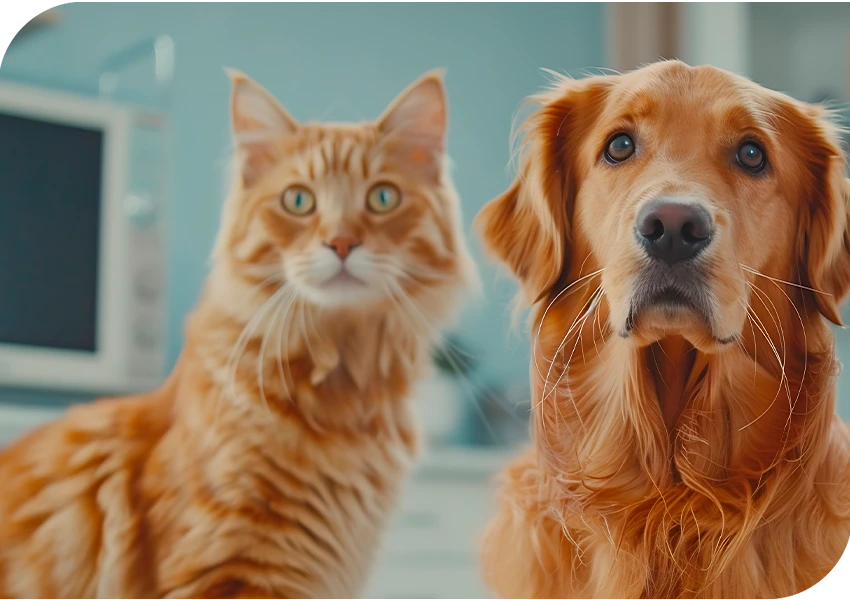 veterinaria