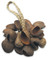 Toca Seed Shell Shaker