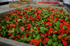 Naga Processing Image by CHILLIESontheWEB