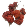 Trinidad Scorpion Butch T Chilli Image, Chillies on the Web