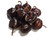Cascabel Chilli Wholesale Image by CHILLIESontheWEB Cascabel Chilli Wholesale Image by CHILLIESontheWEB