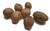 Nutmegs x 1 Wholesale Image by SPICESontheWEB Nutmegs x 1 Wholesale Image by SPICESontheWEB