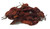 Smoked Naga Chilli Image by CHILLIESontheWEB Smoked Naga Chilli Image by CHILLIESontheWEB