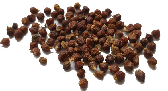 Grains of Paradise - Melegueta Pepper Wholesale Image by SPICESontheWEB