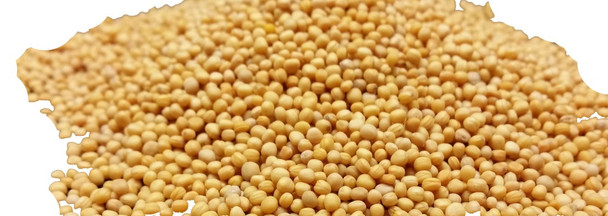 Mustard Seeds Yellow Wholesale Image by SPICESontheWEB