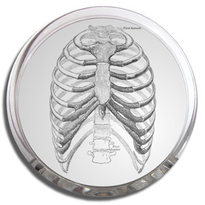 Ribcage - Fridge Magnet Memo Clip Ribcage - Fridge Magnet Memo Clip