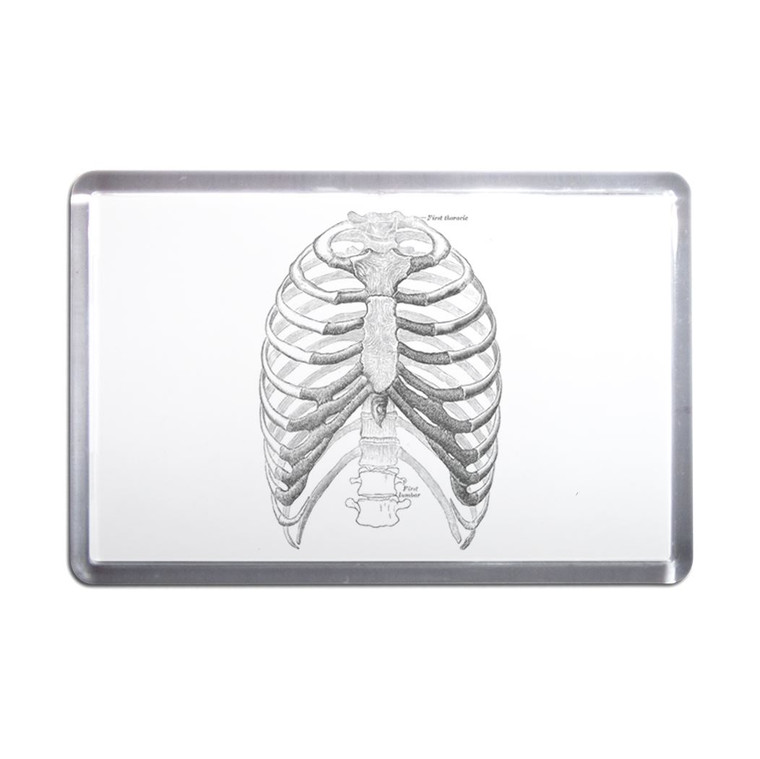 Ribcage - Plastic Fridge Magnet