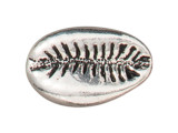 TierraCast Cowrie Shell Bead - Antiqued Silver Plated (Each)