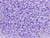 TOHO Glass Seed Bead, Size 8, 3mm, Ceylon Gladiola (Tube) TOHO Glass Seed Bead, Size 8, 3mm, Ceylon Gladiola (Tube)