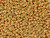 TOHO Glass Seed Bead, Size 11, 2.1mm, Metallic 24K Gold Plated (Tube) TOHO Glass Seed Bead, Size 11, 2.1mm, Metallic 24K Gold Plated (Tube)