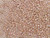 TOHO Glass Seed Bead, Size 11, 2.1mm, PermaFinish - Galvanized Sweet Blush (Tube) TOHO Glass Seed Bead, Size 11, 2.1mm, PermaFinish - Galvanized Sweet Blush (Tube)
