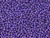 TOHO Glass Seed Bead, Size 11, 2.1mm, Permafinish - Matte Galvanized Violet (Tube) TOHO Glass Seed Bead, Size 11, 2.1mm, Permafinish - Matte Galvanized Violet (Tube)