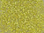 TOHO Glass Seed Bead, Size 11, 2.1mm, Permafinish - Galvanized Lemon Gold (Tube) TOHO Glass Seed Bead, Size 11, 2.1mm, Permafinish - Galvanized Lemon Gold (Tube)