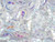 CzechMates Glass 4x10mm Crystal AB 2-Hole Crescent Bead, 2.5-Inch Tube CzechMates Glass 4x10mm Crystal AB 2-Hole Crescent Bead, 2.5-Inch Tube