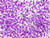 Matubo SuperDuo 2 x 5mm Light Purple-Lined Crystal 2-Hole Seed Bead 2.5-Inch Tube Matubo SuperDuo 2 x 5mm Light Purple-Lined Crystal 2-Hole Seed Bead 2.5-Inch Tube