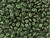 Matubo SuperDuo 2 x 5mm Olive Mauve Polychrome 2-Hole Seed Bead 2.5-Inch Tube