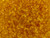 Matubo SuperDuo 2 x 5mm Topaz 2-Hole Seed Bead 2.5-Inch Tube Matubo SuperDuo 2 x 5mm Topaz 2-Hole Seed Bead 2.5-Inch Tube