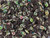 Matubo SuperDuo 2 x 5mm Matte Amethyst Vital 2-Hole Seed Bead 2.5-Inch Tube Matubo SuperDuo 2 x 5mm Matte Amethyst Vital 2-Hole Seed Bead 2.5-Inch Tube