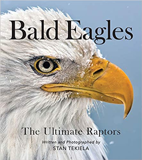 Bald Eagles: The Ultimate Raptors