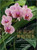 Orchid Whisperer, The