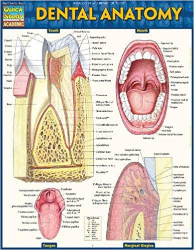 Dental Anatomy Quick Study