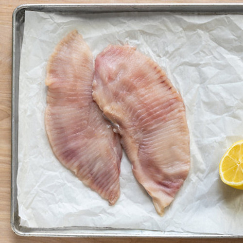 Skate Wing -- ITEMS-FISH-SKTWG-000-PV569