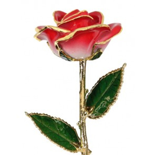  "Strawberry Shortcake" Red & White Rose Trimmed in 24kt Gold 
