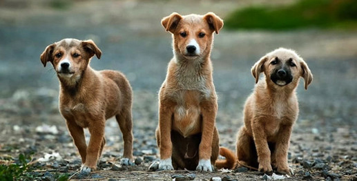 We Support Local Animal Shelters and Rescues