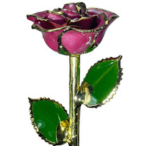 NEW "Mauvelous" Mauve Rose Trimmed in 24kt Gold 