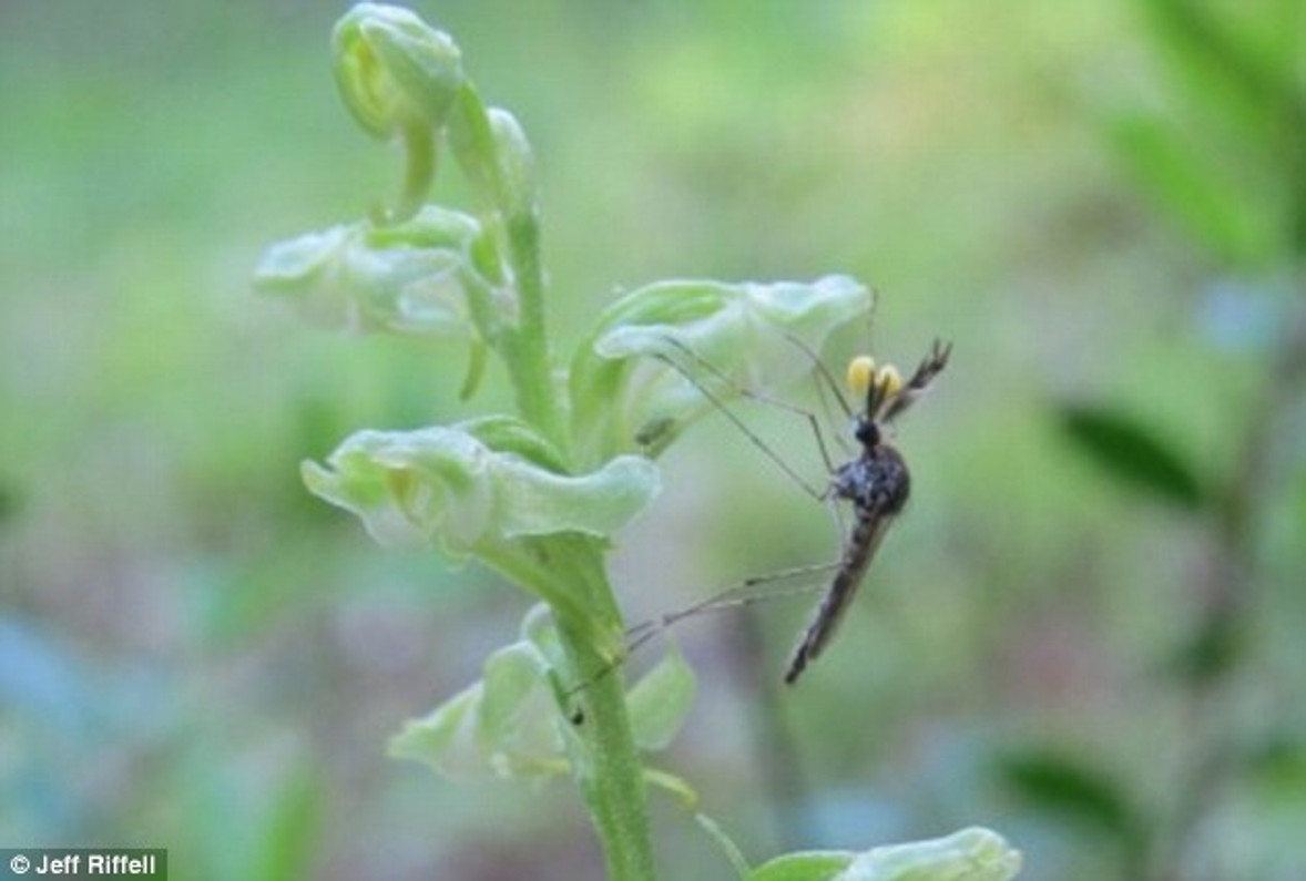 Unusual orchid mimics human body odor to attract mosquitoes