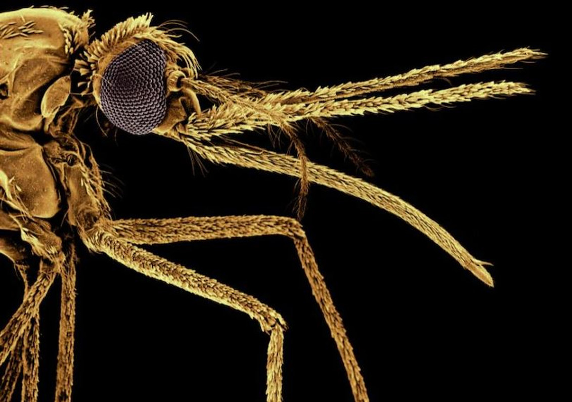 Malaria is not only a blood disease, it also hides in the spleen, scientists have discovered