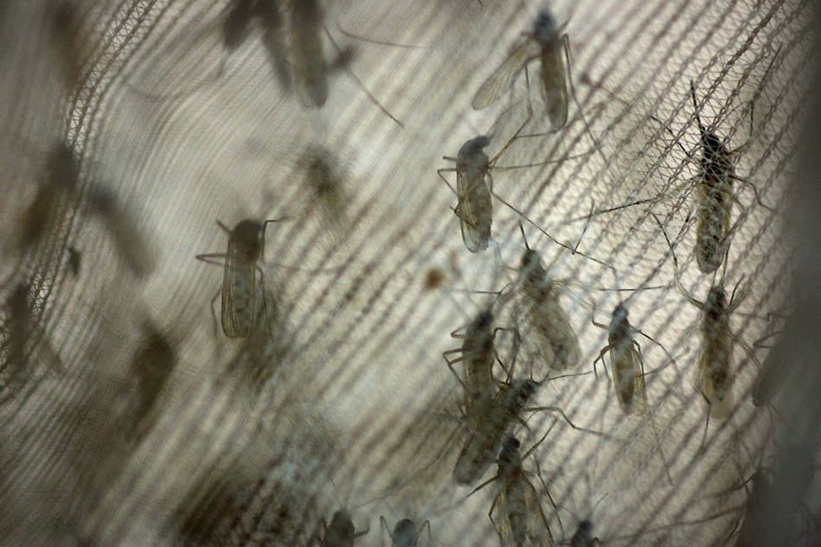 Wet conditions bring onslaught of mosquitoes, biting flies across Minnesota