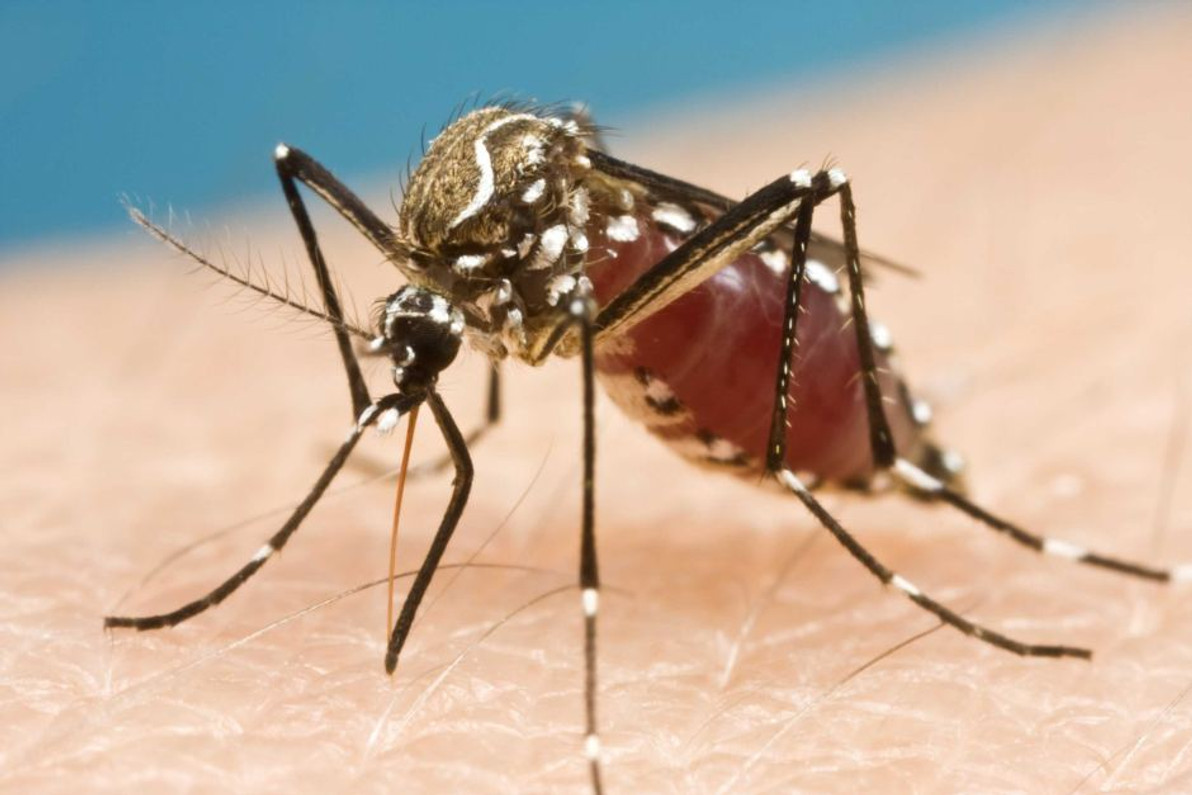 Mozzies on the increase in parts of NSW as rain, tides roll in after dry summer
