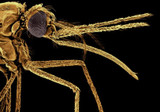 Malaria is not only a blood disease, it also hides in the spleen, scientists have discovered