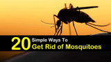 20 Simple Ways to Keep Mosquitoes Away