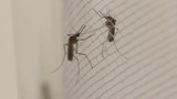 ​5 Benefits of Using Bed Canopy Mosquito Nets for Your Bedroom | MosquitoNets.com