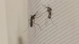 Light pollution may increase biting behavior at night in Aedes aegypti mosquitoes