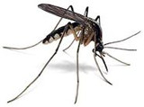 Novel way to beat dengue: Deaf mosquitoes stop having sex