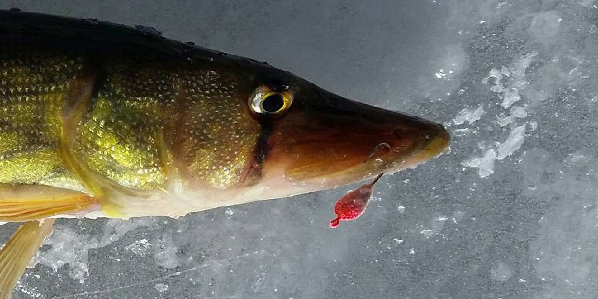 ice fishing jigs