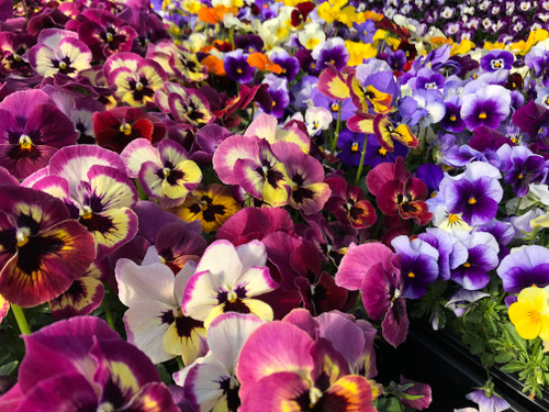 Pansies