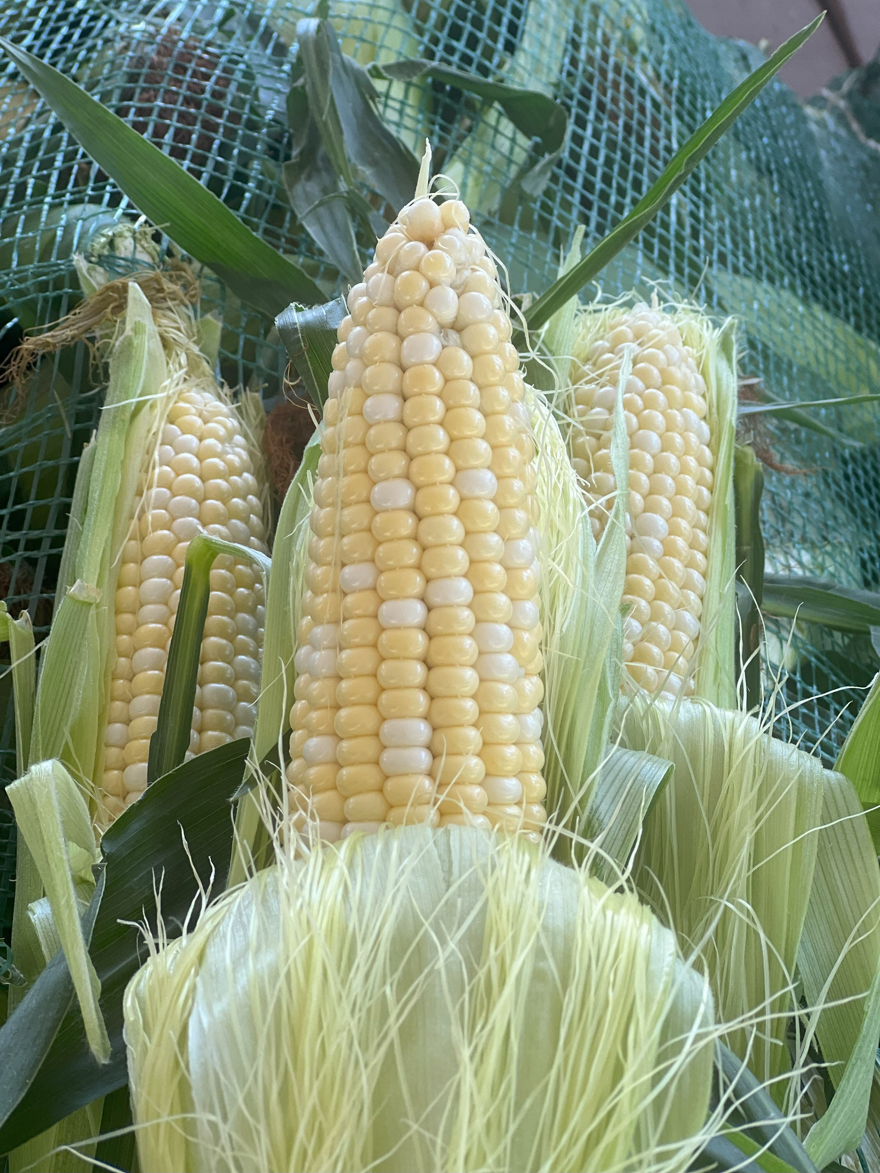 Corn